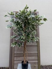 2209202301 Ficus groen/wit 120cm zijden
