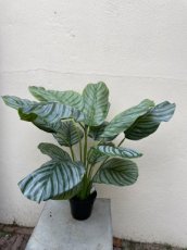 2209202302 Calathea plant 60cm zijden