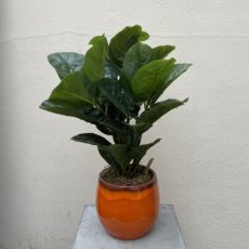 Rubberplant 56 cm zijden