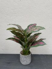 2209202307 Calathea roze/groen in pot zijden 40cm